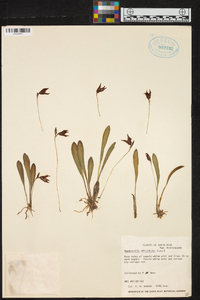 Masdevallia striatella image