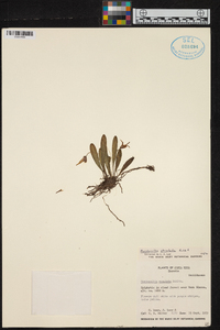 Masdevallia striatella image