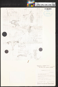 Masdevallia striatella image