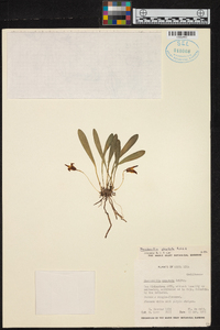 Masdevallia striatella image