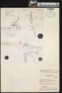 Masdevallia striatella image