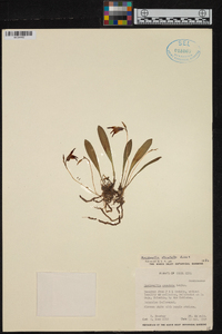 Masdevallia striatella image