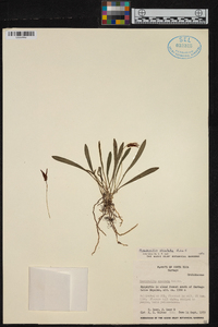 Masdevallia striatella image