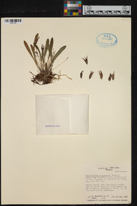 Masdevallia striatella image