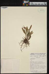 Masdevallia striatella image