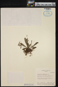 Masdevallia tubuliflora image