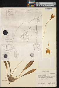 Masdevallia amabilis image