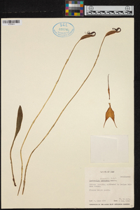 Masdevallia amabilis image