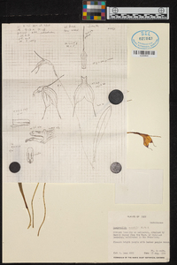 Masdevallia amabilis image