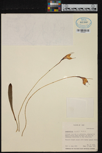 Masdevallia amabilis image