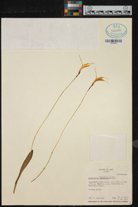 Masdevallia amabilis image