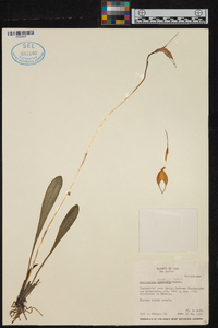 Masdevallia amabilis image