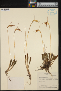 Masdevallia amabilis image