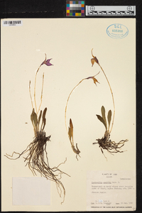 Masdevallia amabilis image