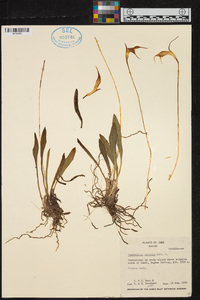 Masdevallia amabilis image