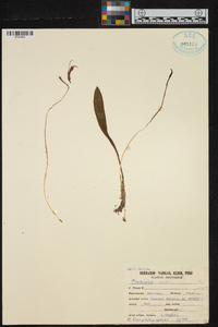 Masdevallia amabilis image