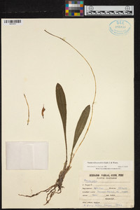 Masdevallia amabilis image