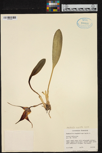 Masdevallia angulata image