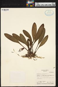 Masdevallia angulata image