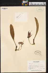 Masdevallia angulata image