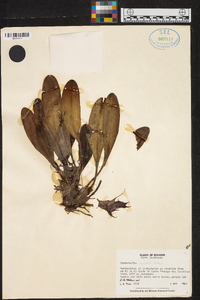Masdevallia angulata image