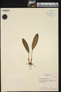 Masdevallia angulata image