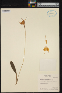 Image of Masdevallia barlaeana