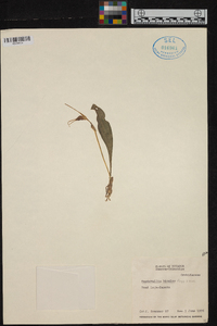 Masdevallia bicolor image