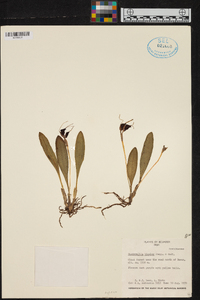 Masdevallia bicolor image