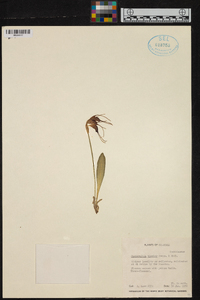 Masdevallia bicolor image