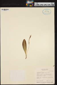 Masdevallia bicolor image