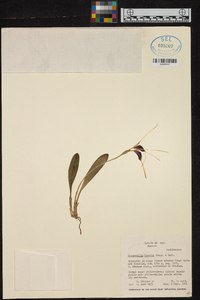 Masdevallia bicolor image