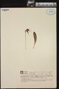 Masdevallia bicolor image