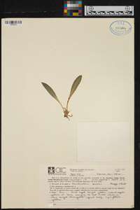 Masdevallia bicolor image