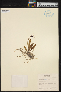 Masdevallia bicolor image