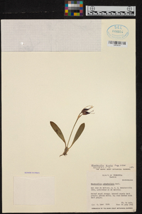 Masdevallia bicolor image