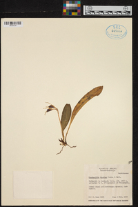 Masdevallia bicolor image