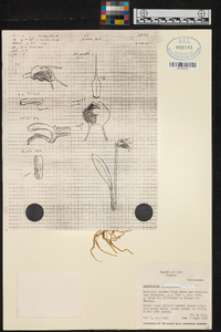 Masdevallia bicolor image