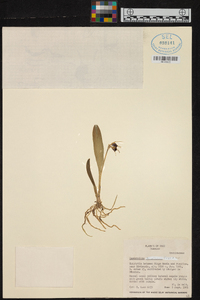 Masdevallia bicolor image