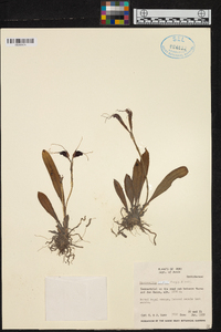 Masdevallia bicolor image