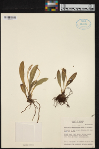 Masdevallia bicolor image