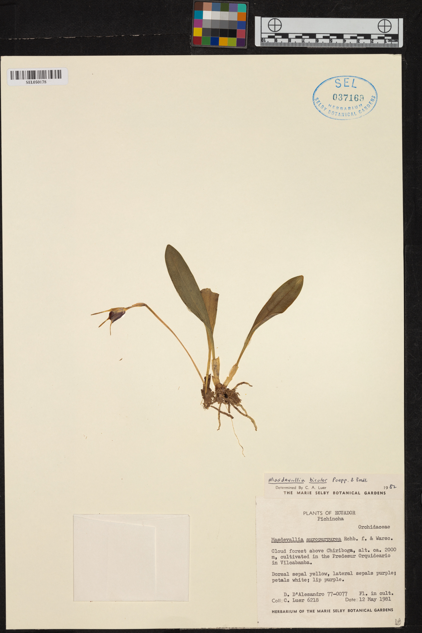 Masdevallia bicolor image