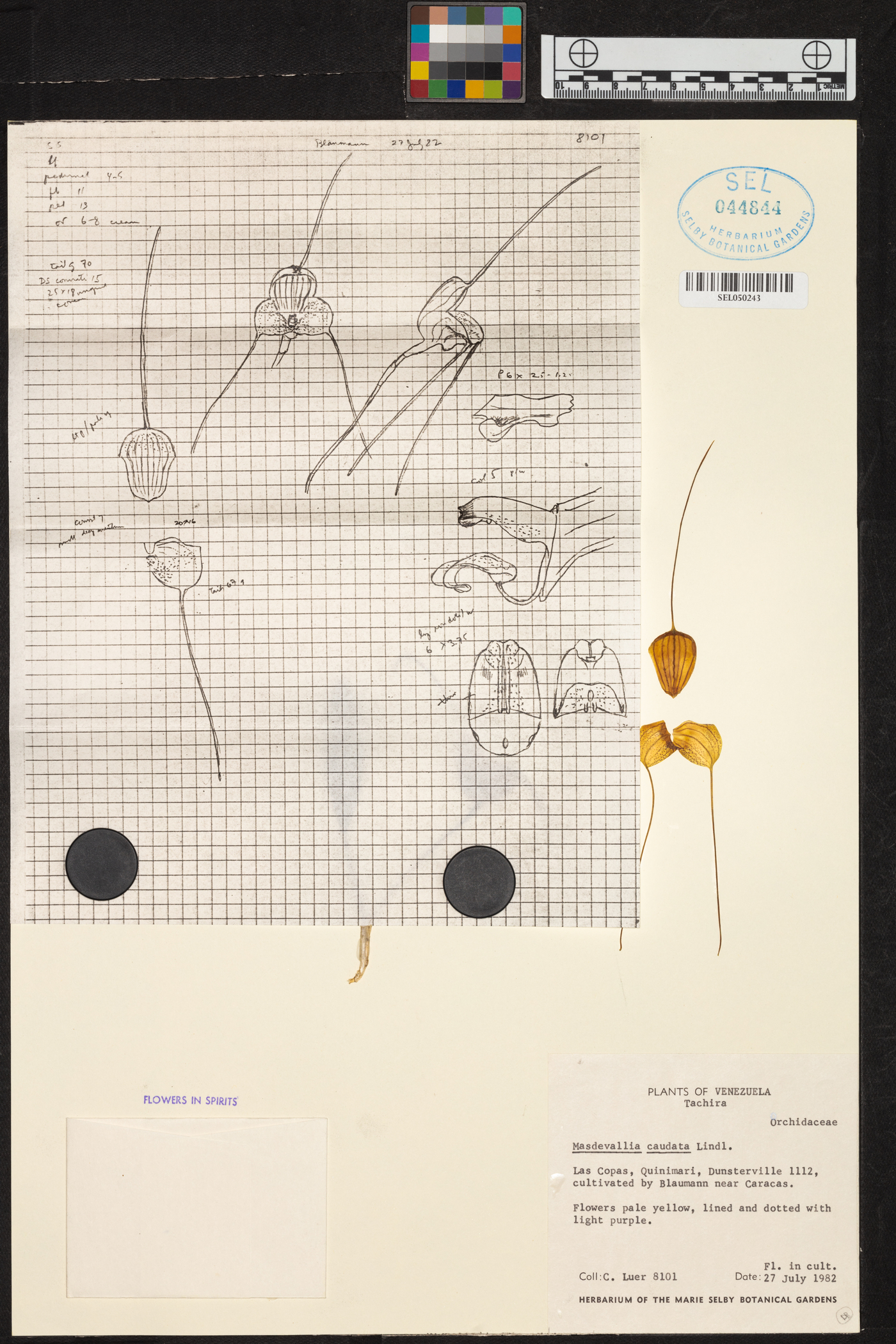 Masdevallia caudata image