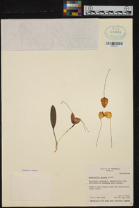 Masdevallia caudata image