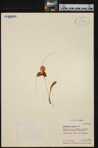 Masdevallia caudata image