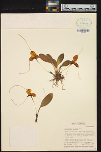 Masdevallia caudata image