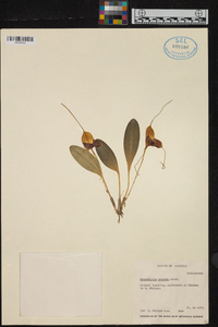 Masdevallia caudata image