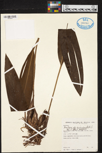Maxillaria desvauxiana image