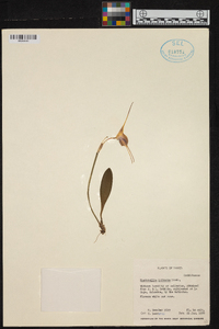 Masdevallia infracta image