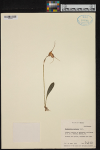 Masdevallia infracta image